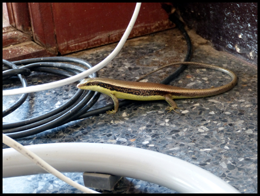 A skink wanders around the hotel foyer looking for food.