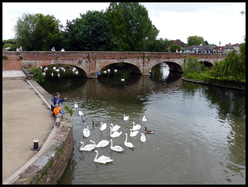 A Father and son feed the swans in Stratford-upon-Avon.