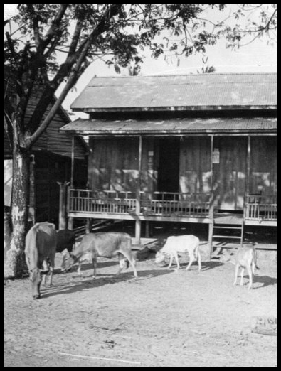 A village house on stilts with livestock grazing near by 